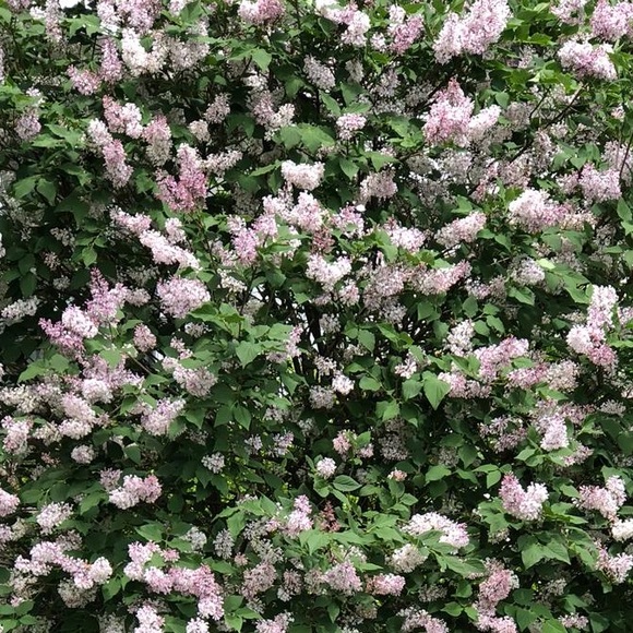 Meet your Posher, Mishel - Picture 1 of 1